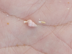 Leiopyrga lineolaris