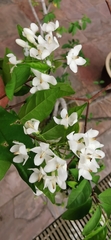 Wrightia religiosa