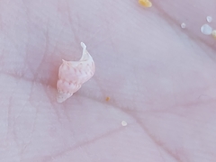 Leiopyrga lineolaris