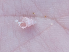 Leiopyrga lineolaris