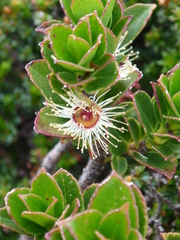 Eucalyptus vernicosa