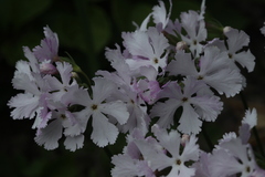 Primula sieboldii
