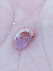 Stomatella impertusa