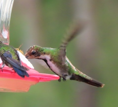Chrysolampis mosquitus