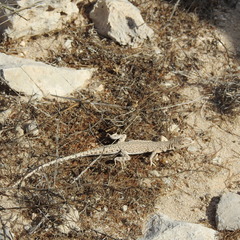 Mesalina brevirostris