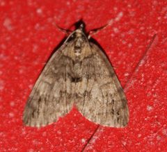 Hydriomena impluviata