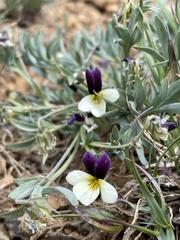 Viola hallii