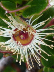 Eucalyptus vernicosa