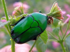 Heterorrhina elegans