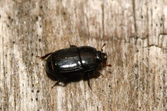 Platysoma compressum