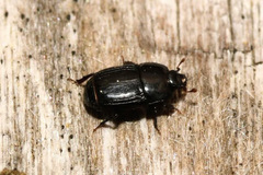 Platysoma compressum