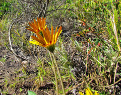Haplocarpha lyrata