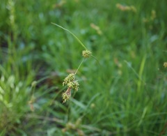 Carex serratodens