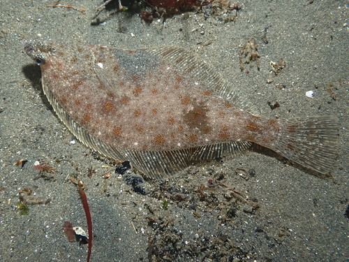 English Sole