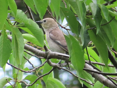 Agropsar philippensis