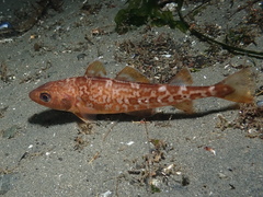 Gadus macrocephalus