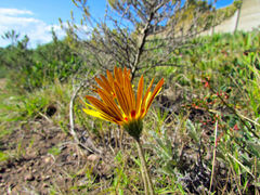 Haplocarpha lyrata