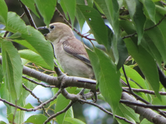 Agropsar philippensis