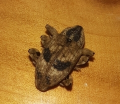 Mechistocerus