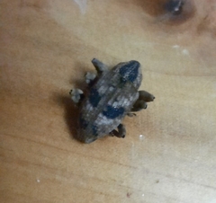 Mechistocerus