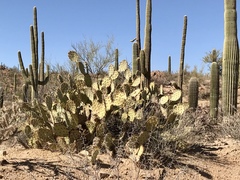 Opuntia engelmannii engelmannii