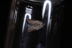 Nycteola sinuosa