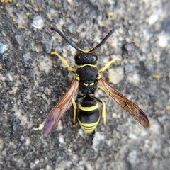Ancistrocerus