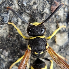 Ancistrocerus