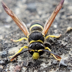 Ancistrocerus