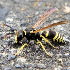 Ancistrocerus