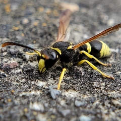 Ancistrocerus