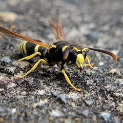Ancistrocerus