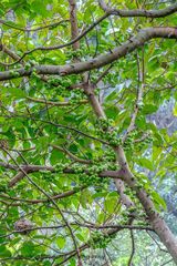 Ficus fistulosa