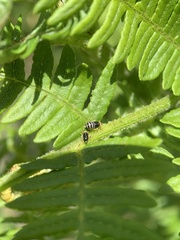 Ditropis pteridis