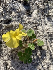 Oxalis luteola