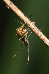 Aedes caspius