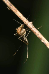 Aedes caspius