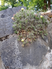 Opuntia × columbiana