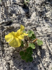Oxalis luteola