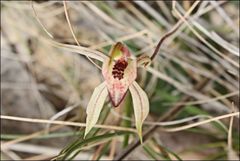 Caladenia tessellata