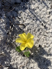 Oxalis luteola