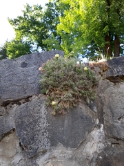 Opuntia × columbiana