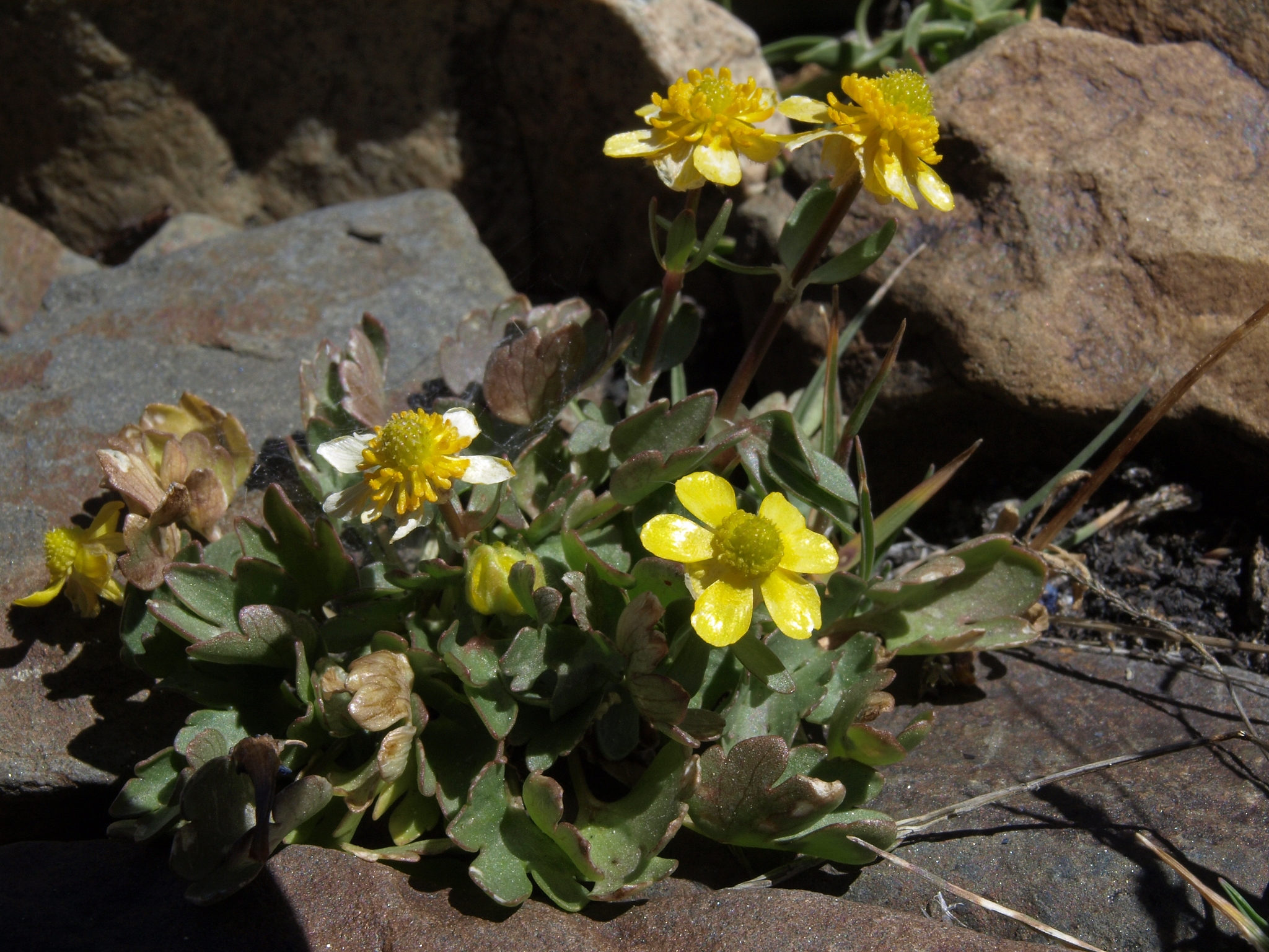 Ranunculus eschscholtzii var. oxynotus