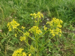 Bunias orientalis