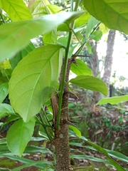 Flacourtia rukam