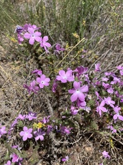 Linanthus californicus