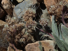Phacelia hastata compacta