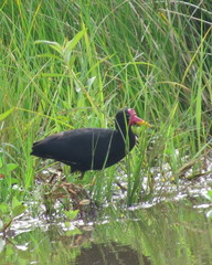 Jacana jacana hypomelaena