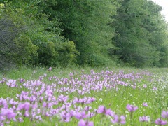 Physostegia longisepala