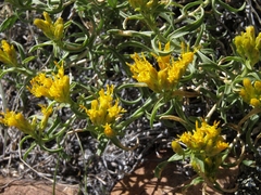 Chrysothamnus viscidiflorus viscidiflorus